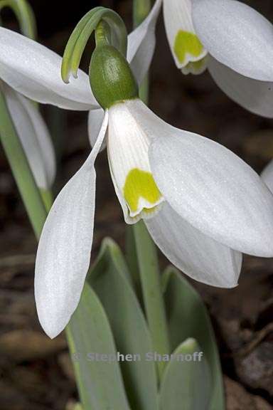 galanthus elwesii 5 graphic